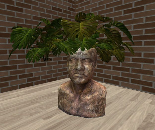 Philodendron in a pot