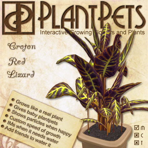 PlantPet Seed [Croton *Red Lizard*] *rare elite*