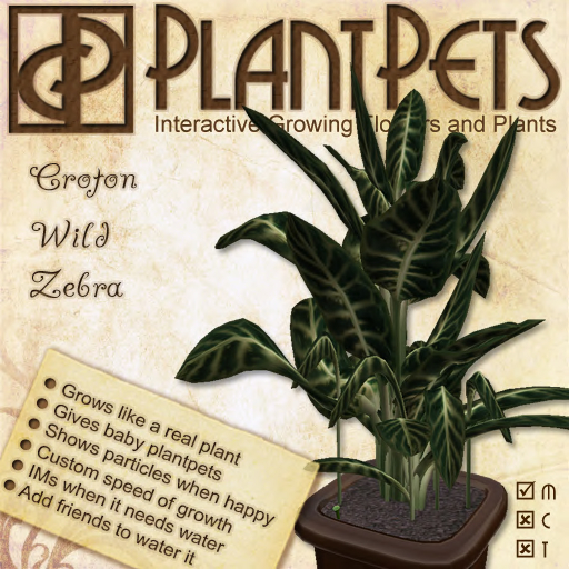 PlantPet Seed [Croton *Wild Zebra*] *common*