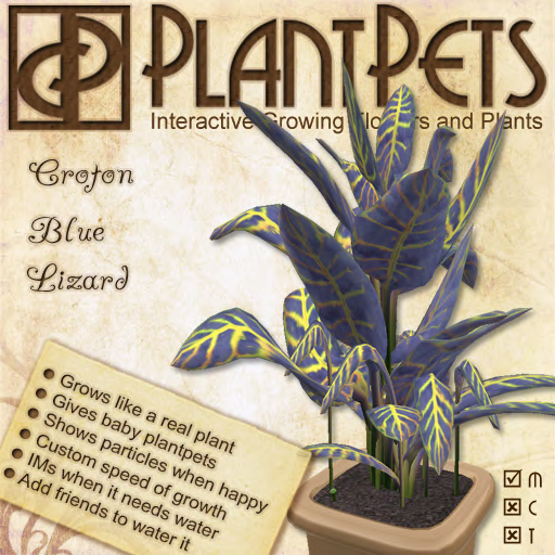PlantPet Seed [Croton *Blue Lizard*] *rare*