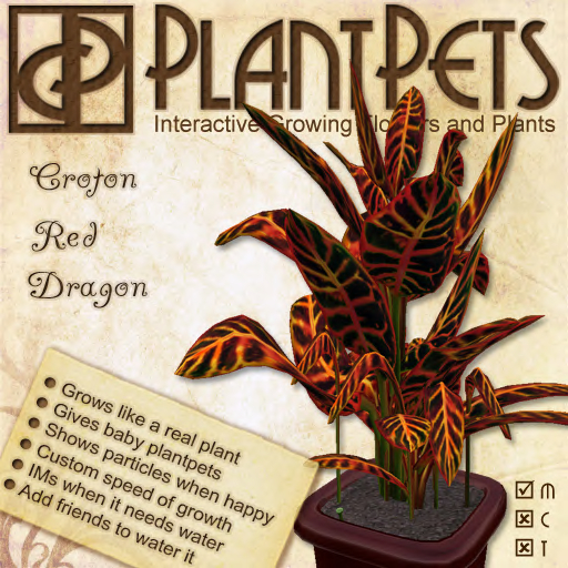 PlantPet Seed [Croton *Red Dragon*] *common*