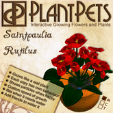PlantPet Seed [Saintpaulia *Rutilus*] *rare*