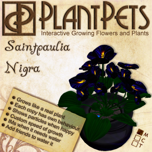 PlantPet Seed [Saintpaulia *Nigra*] *rare*