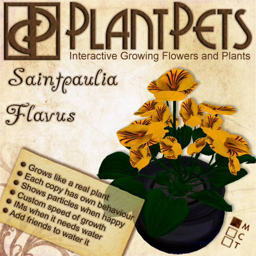 PlantPet Seed [Saintpaulia *Flavus*] *rare*