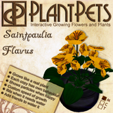 PlantPet Seed [Saintpaulia *Flavus*] *rare*