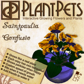 PlantPet Seed [Saintpaulia *Confusio*] *rare*