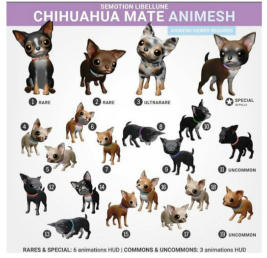 SEmotion Libellune Chihuahua Mate Black Tricolor #1 RARE