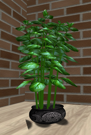 Basil in a small pot