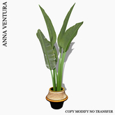 A.V _Banana Palm in a pot with a colored border_01