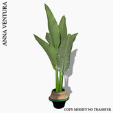 A.V _Banana Palm in a pot with a colored border_02