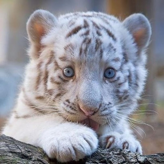 Wild Kajaera Cat