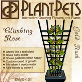 PlantPet Seed [Climbing Rose *Gold Rush*] *rare*