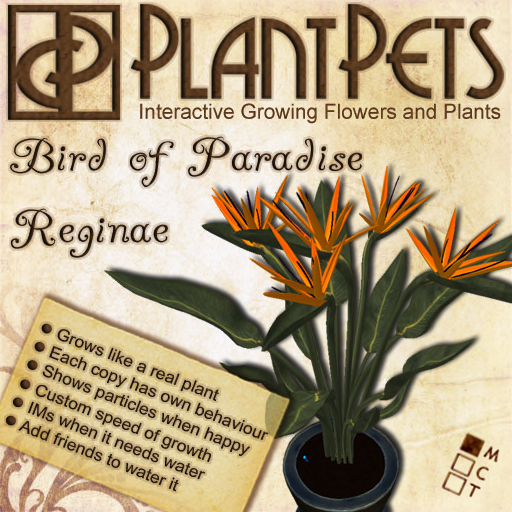 PlantPet Seed [Bird of Paradise *Reginae*] *rare*