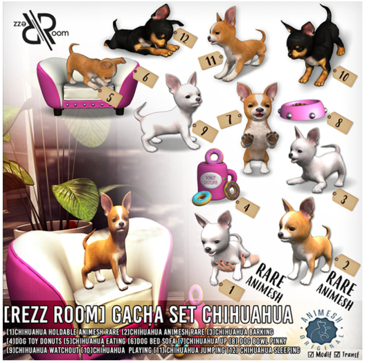 [Rezz Room] Pack Chihuahua Eating