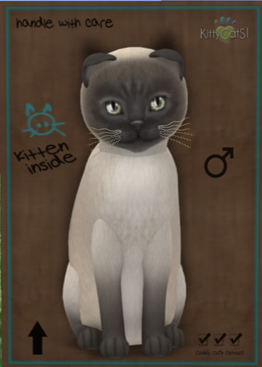 KittyCatS Box - 9T TonkB M Pewter Butterscotch (h. DD)