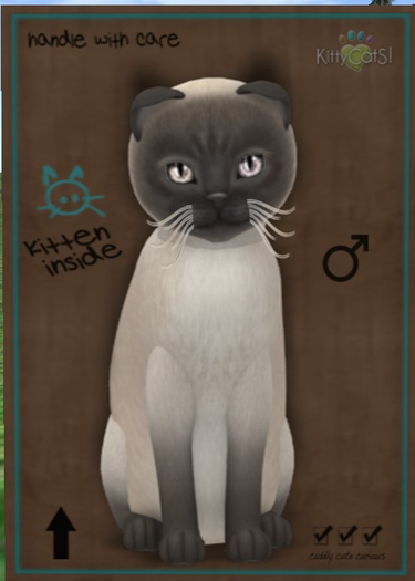 KittyCatS Box - 9T TonkB M Ody Bell Latte
