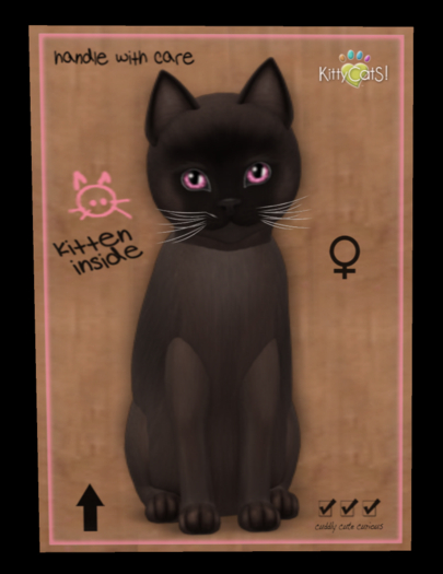 Burmese - Sable No228