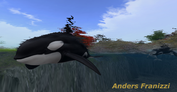 Killer whales_Lightning Bolt