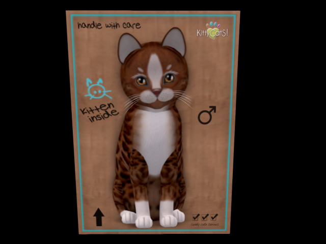 KittyCatS Box - New Born Kitten