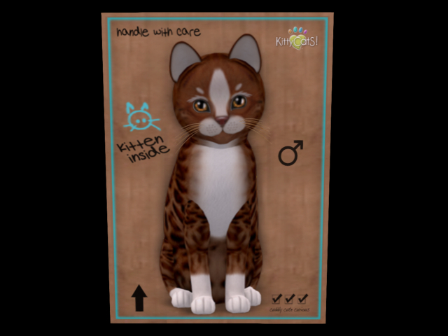 KittyCatS Box - New Born Kitten