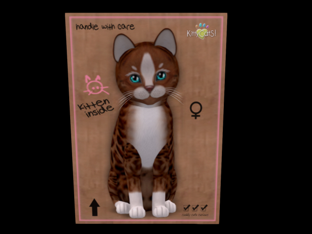 KittyCatS Box - New Born Kitten