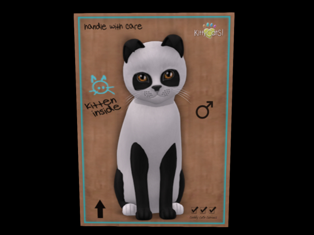 KittyCatS Box - New Born Kitten