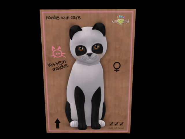 KittyCatS Box - New Born Kitten