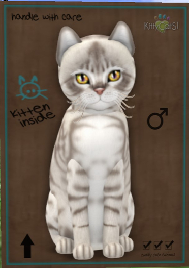 KittyCatS Box - 9T Aussie Blue M Galaxy Comet 