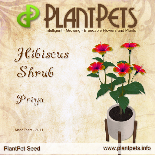 PlantPet Seed [Hibiscus Shrub *Priya*]RARE