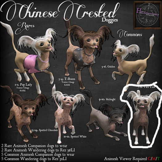 8. *HEXtraordinary* Chinese Crested - Two Tone Companion