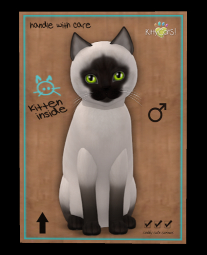 Siamese - Chocolate No237