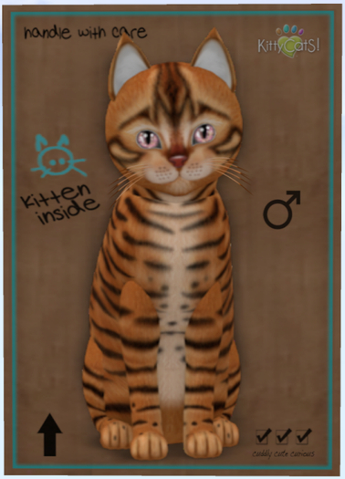 KittyCatS Box - Toyger - Caramel