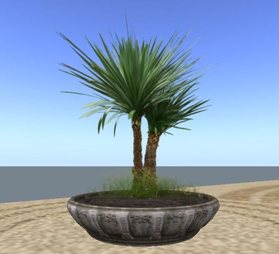DRACENA PLANT