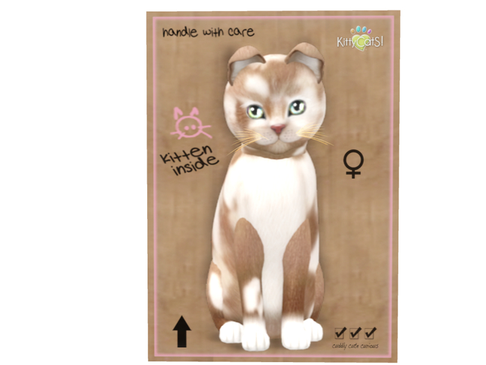 KittyCatS Box - 7T - F - British Shorthair - Chocolate & White
