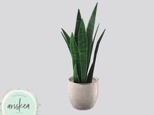 Ariskea[Elley]  Snake Plant