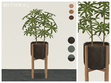 Mithral * Dwarf Umbrella Tree (Pack C)