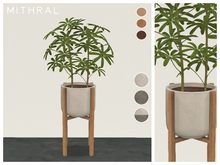 Mithral * Dwarf Umbrella Tree (Pack A)