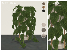 Mithral * Monstera Peru Fat Pack