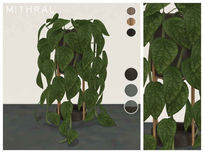 Mithral * Monstera Peru (Pack C)