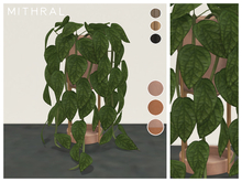 Mithral * Monstera Peru (Pack B)
