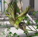 Cj%20felicia%20stone%20water%20well%20hummingbird04
