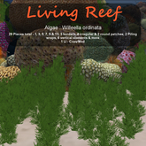 Inochi Reef : Algae "Willeella Ordinata"