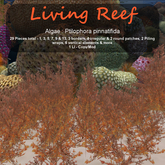 Inochi Reef : Algae "Ptilophora Pinnatifida I"