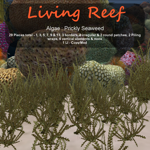 Inochi Reef : Algae "Prickly Seaweed"