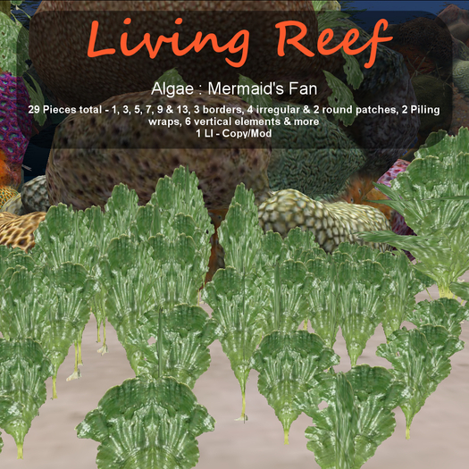 Inochi Reef : Algae "Mermaid's Fan"