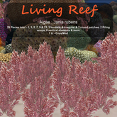 Inochi Reef : Algae "Jania Rubens"