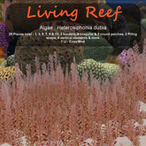 Inochi Reef : Algae "Heterosiphonia Dubia"