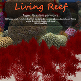 Inochi Reef : Algae "Gracilaria Parvispora"