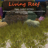 Inochi Reef : Algae "Codium Vermilara"