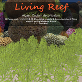 Inochi Reef : Algae "Codium Decorticatum"